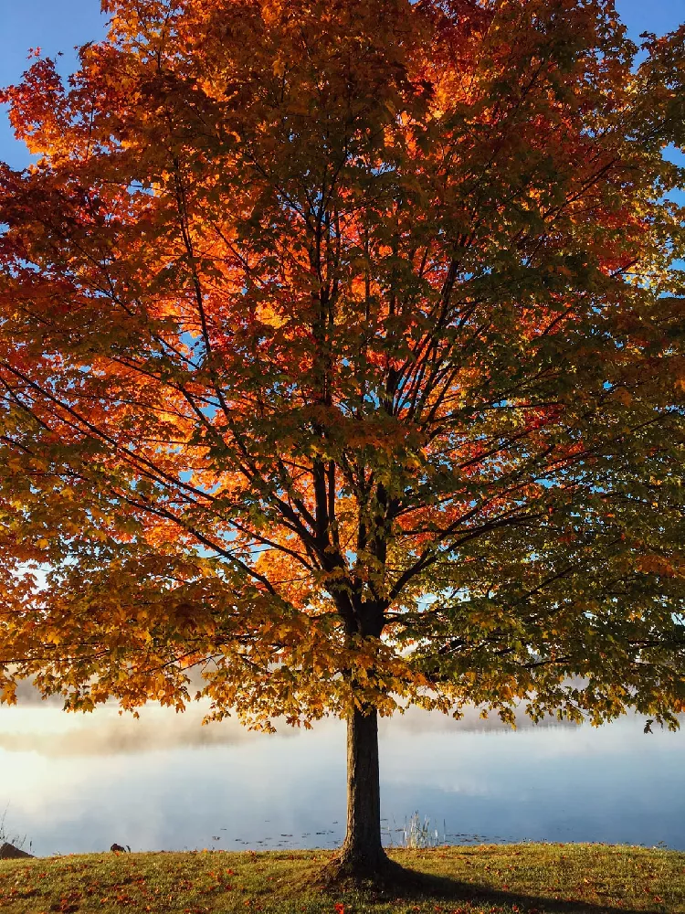 Shumard Oak Tree 3