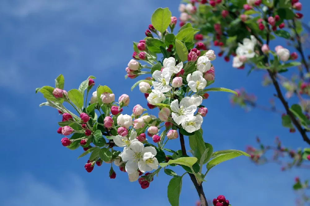 Pink Lady Apple  flowers