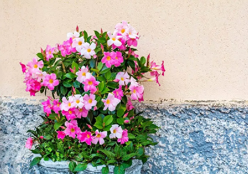 Mandevilla Vines flowers