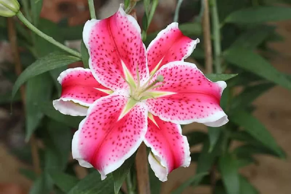 Stargazer Lily flower
