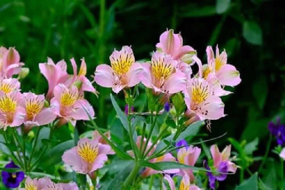 Peruvian Lily flowering