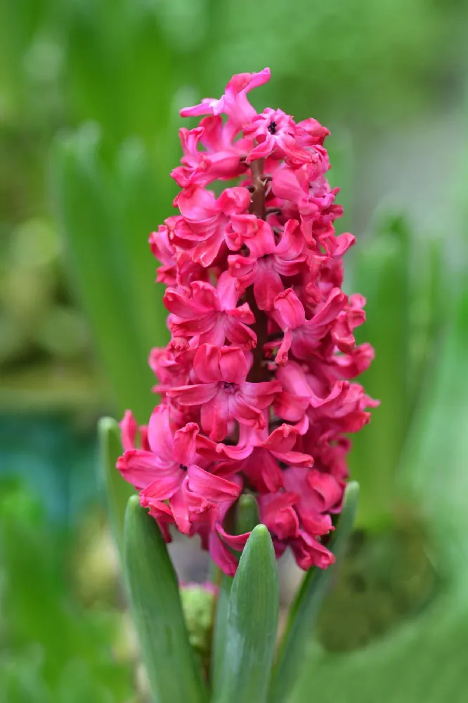 Valentine's Day Garden With Seagrass Pot