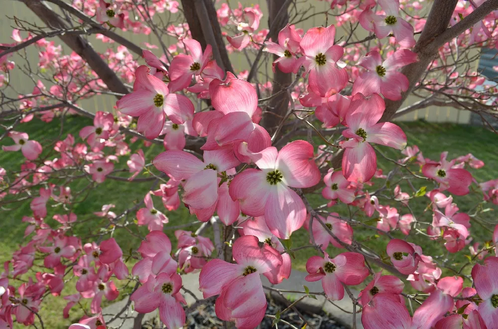 PinkFloweringDogwood1