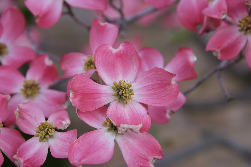 PinkFloweringDogwood2