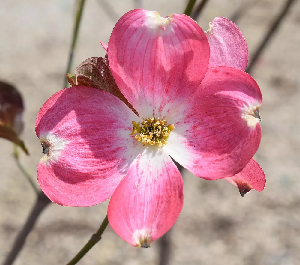 are pink dogwoods native