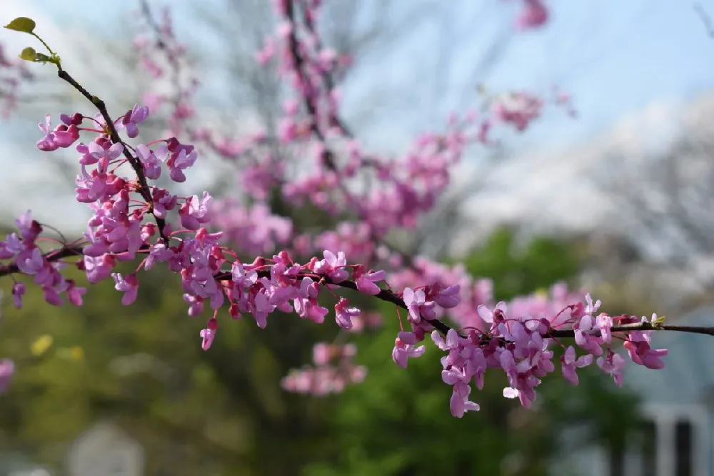 Pink Heartbreaker Redbud Tree