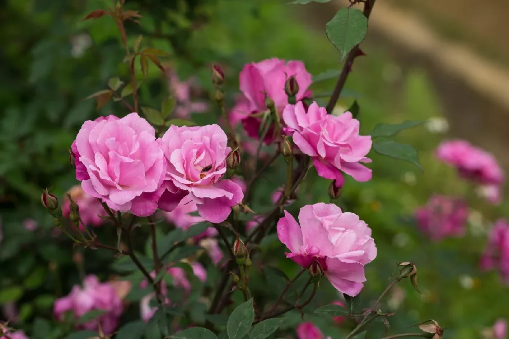 Pink Double Knockout Rose Tree 