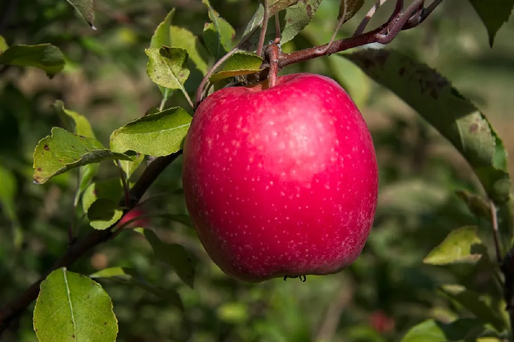 Pink Lady apple