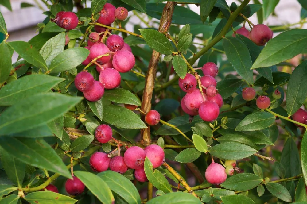 Pink Lemonade Blueberry Bush