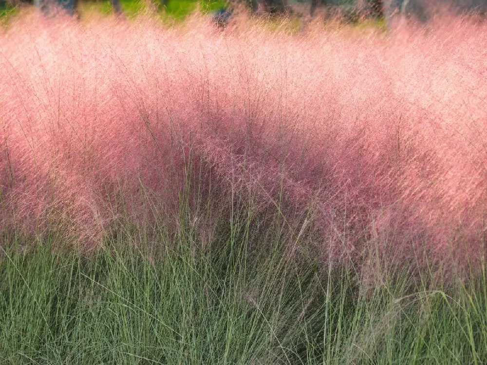 Pink Muhly Grass