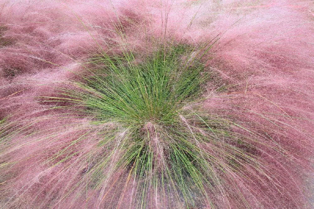 Pink Muhly Grass