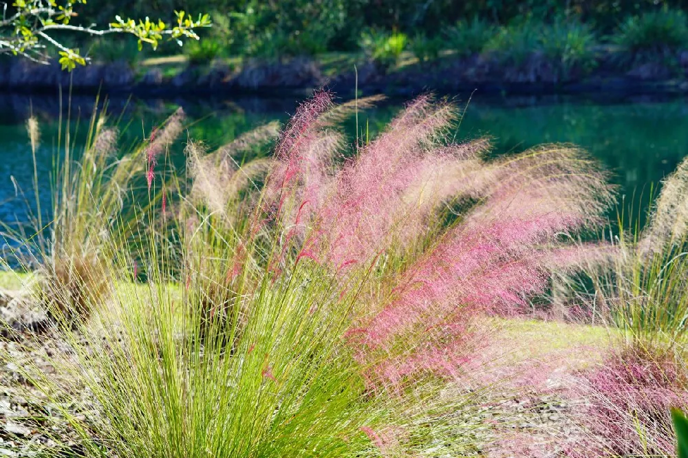 Pink Muhly Grass