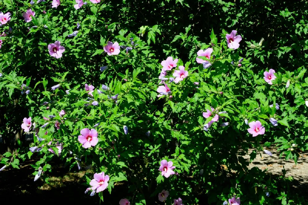 Pink Rose of Sharon Althea