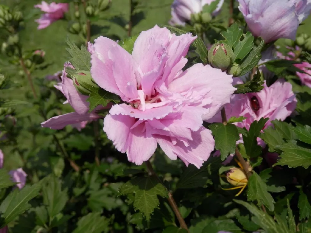 Pink Rose of Sharon Althea