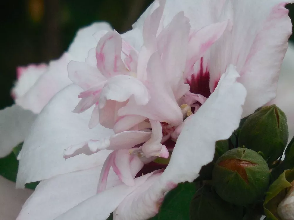 Pink Rose of Sharon Althea