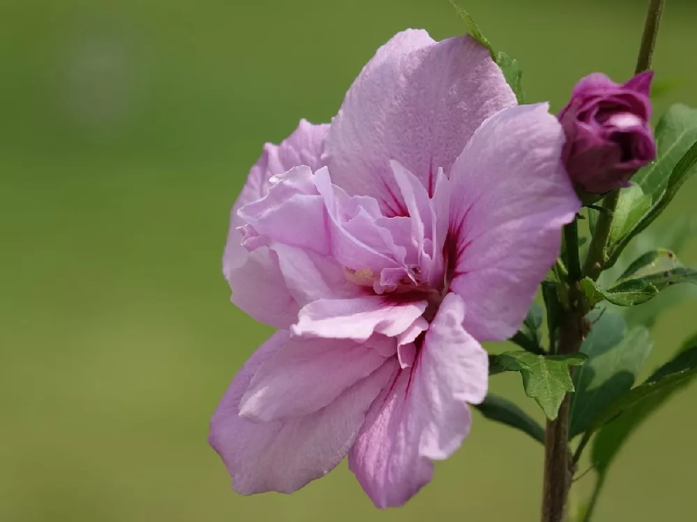 Pink Rose of Sharon Althea