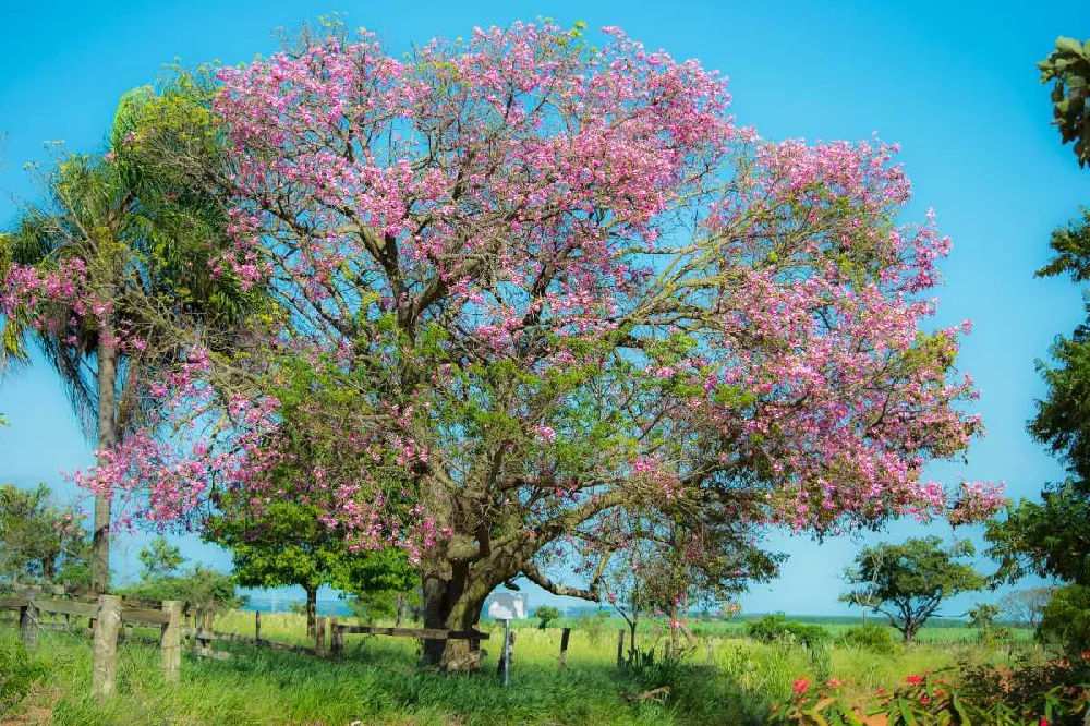 Pink Silk Floss Tree