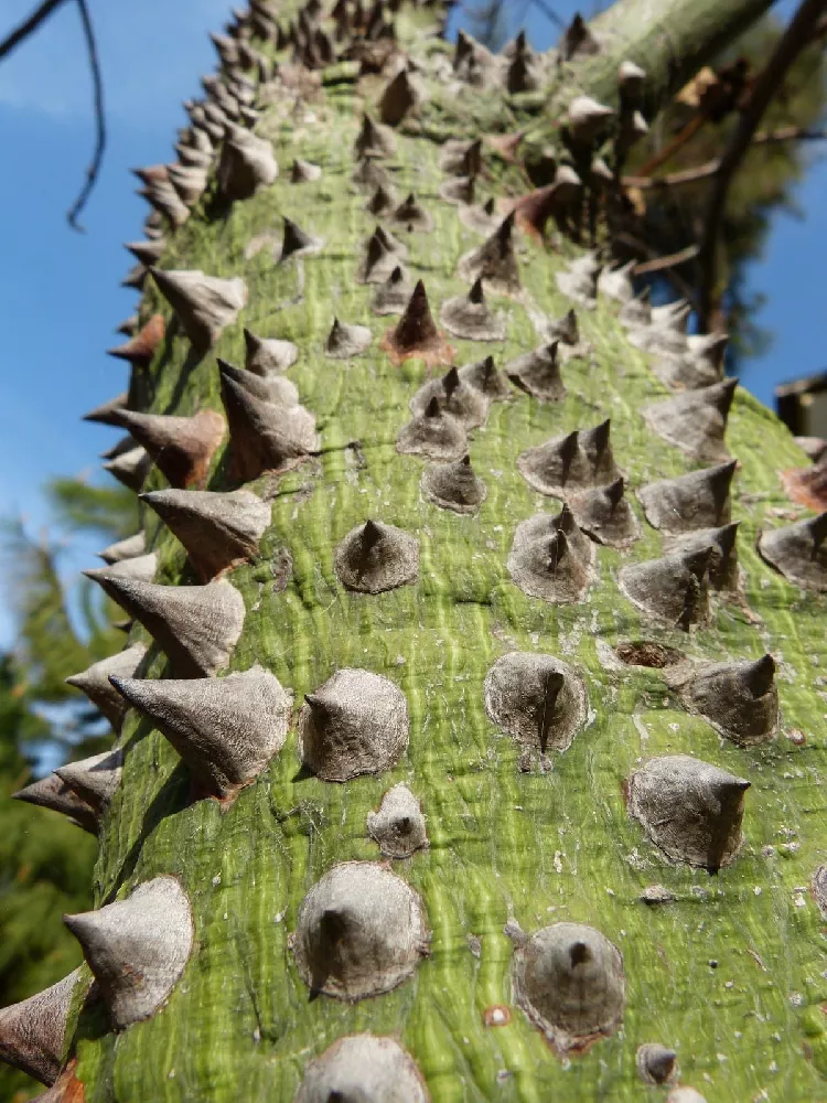 Pink Silk Floss Tree