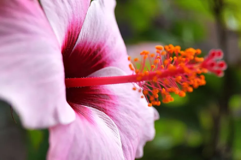 Pink Tropical Hibiscus Tree 2