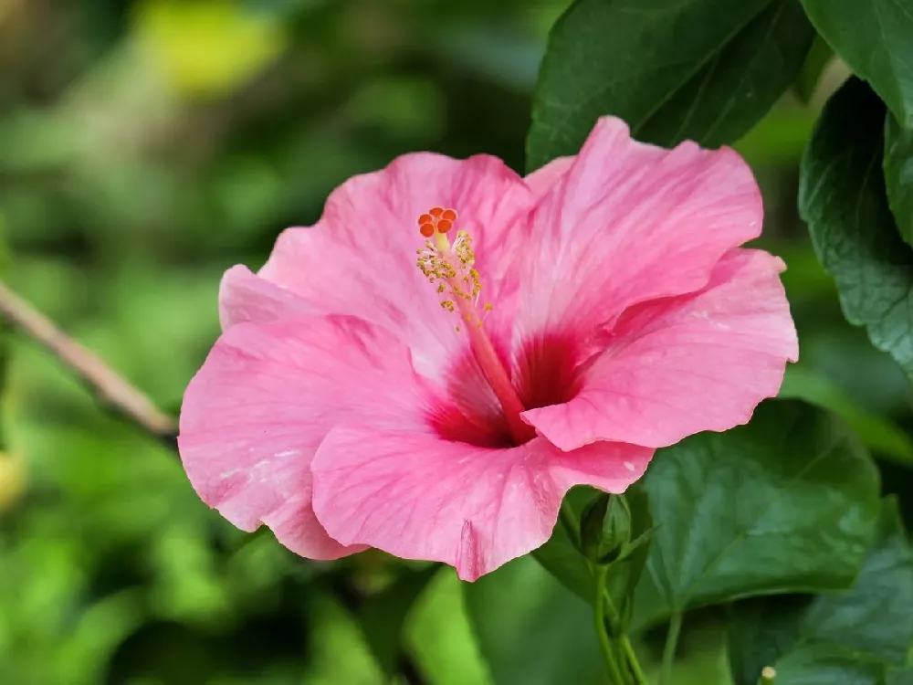 Pink Tropical Hibiscus Tree 3