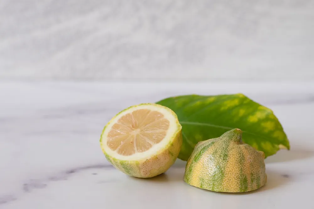 Pink Variegated Eureka Lemon Bush