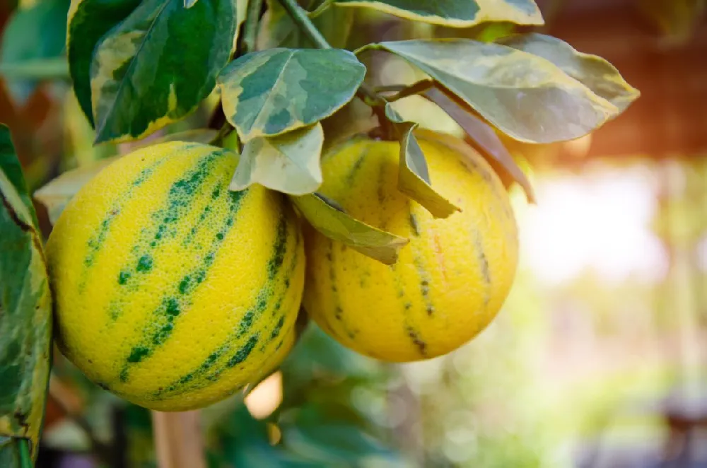 Pink Variegated Eureka Lemon