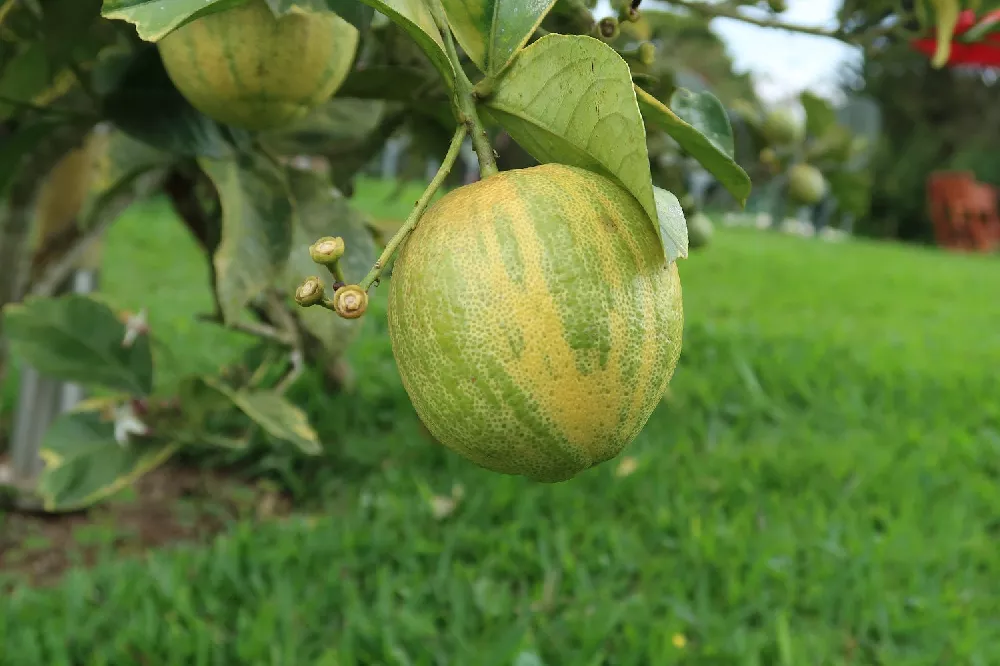 Pink Variegated Eureka Lemon Tree