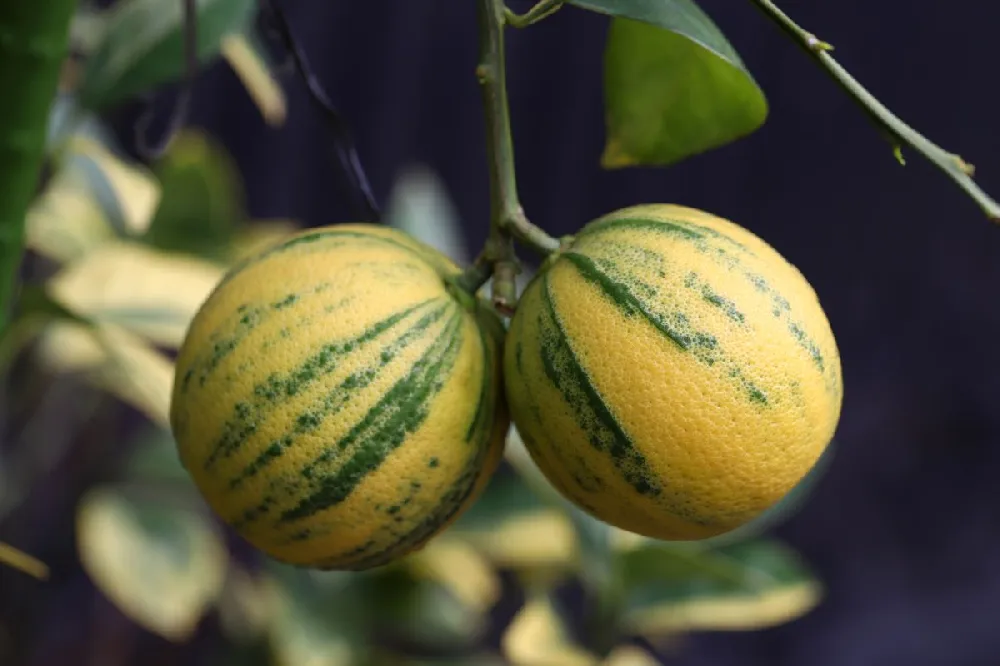 Pink Variegated Eureka Lemon Tree