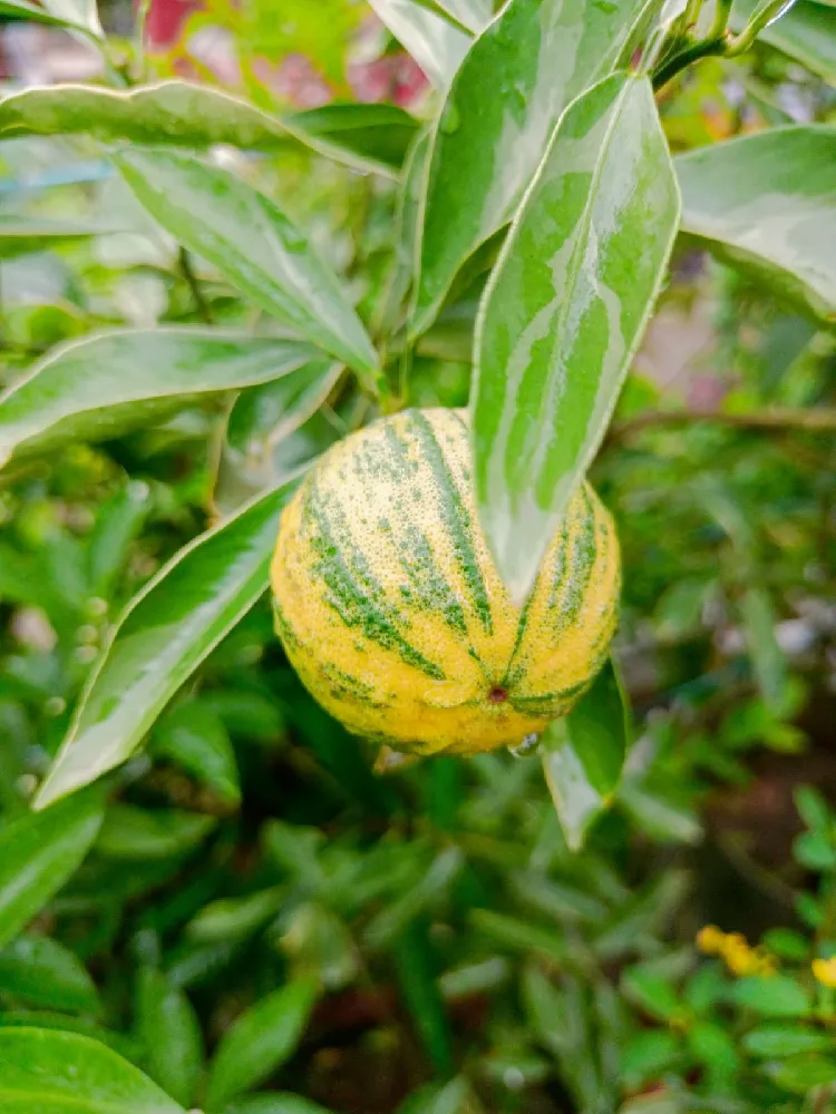 Pink Variegated Eureka Lemon