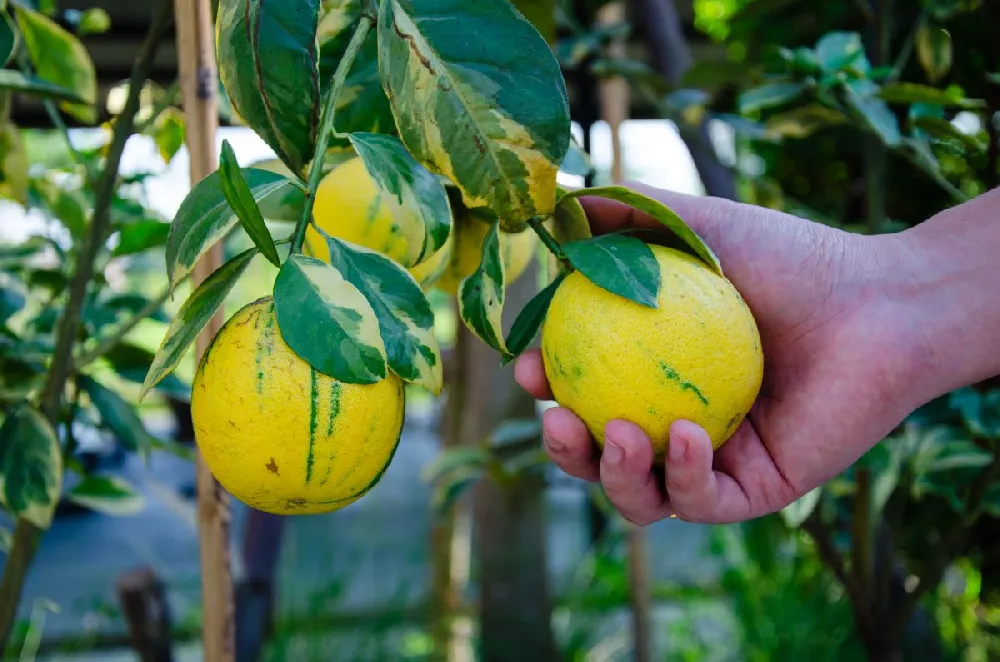 Pink Variegated Eureka Lemon Tree