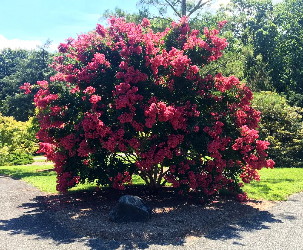 Pink Velour Crape Myrtle