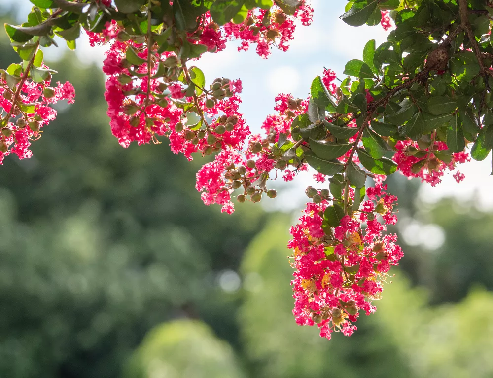 Pink Velour Crape Myrtle