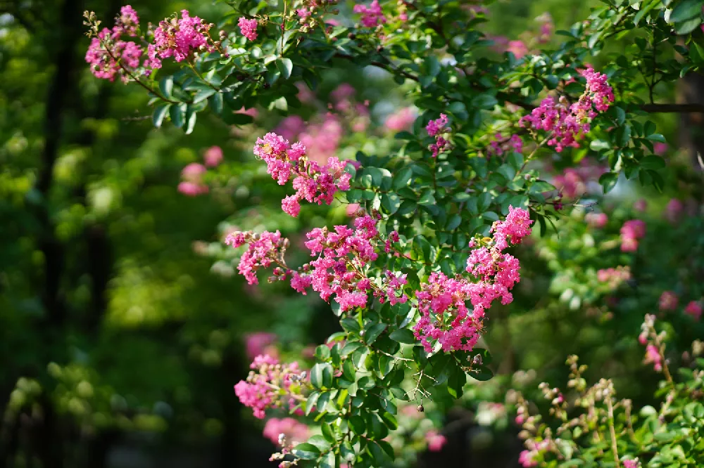 Pink Velour Crape Myrtle