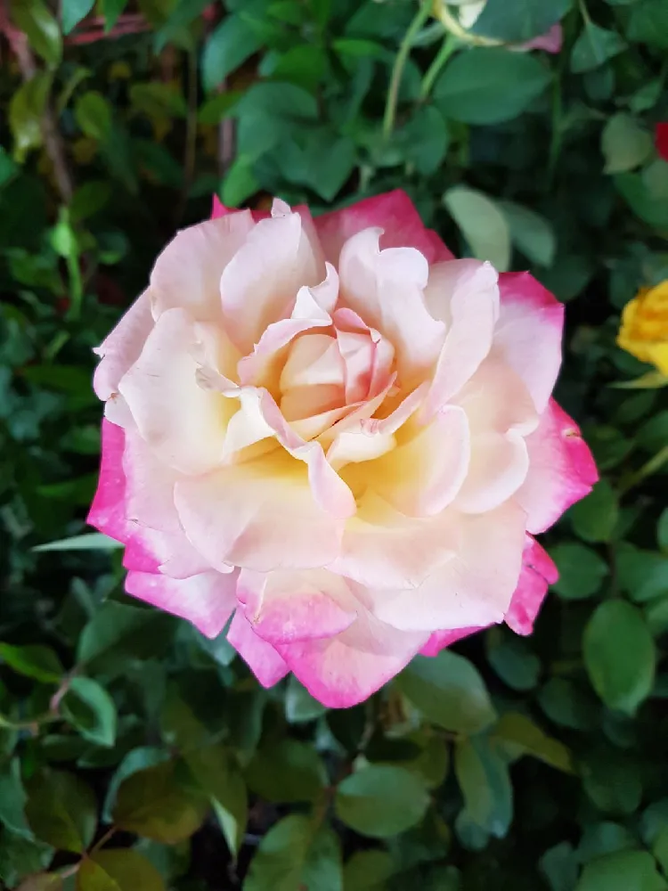 Pinkerbelle™ Rose