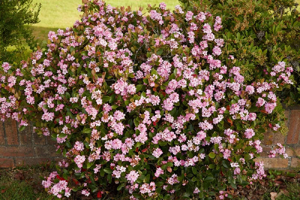 Pinkie Indian Hawthorn Shrub