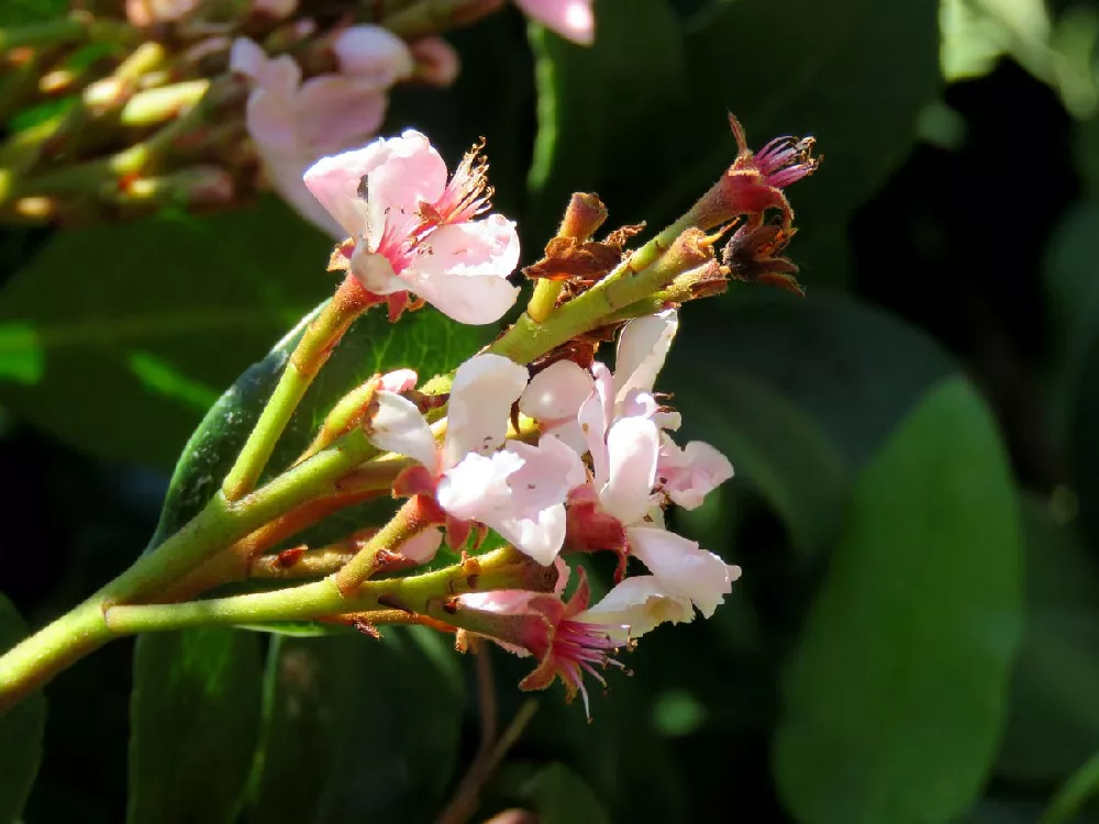 Pinkie Indian Hawthorn  close-up