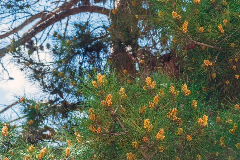 Eldarica Pine