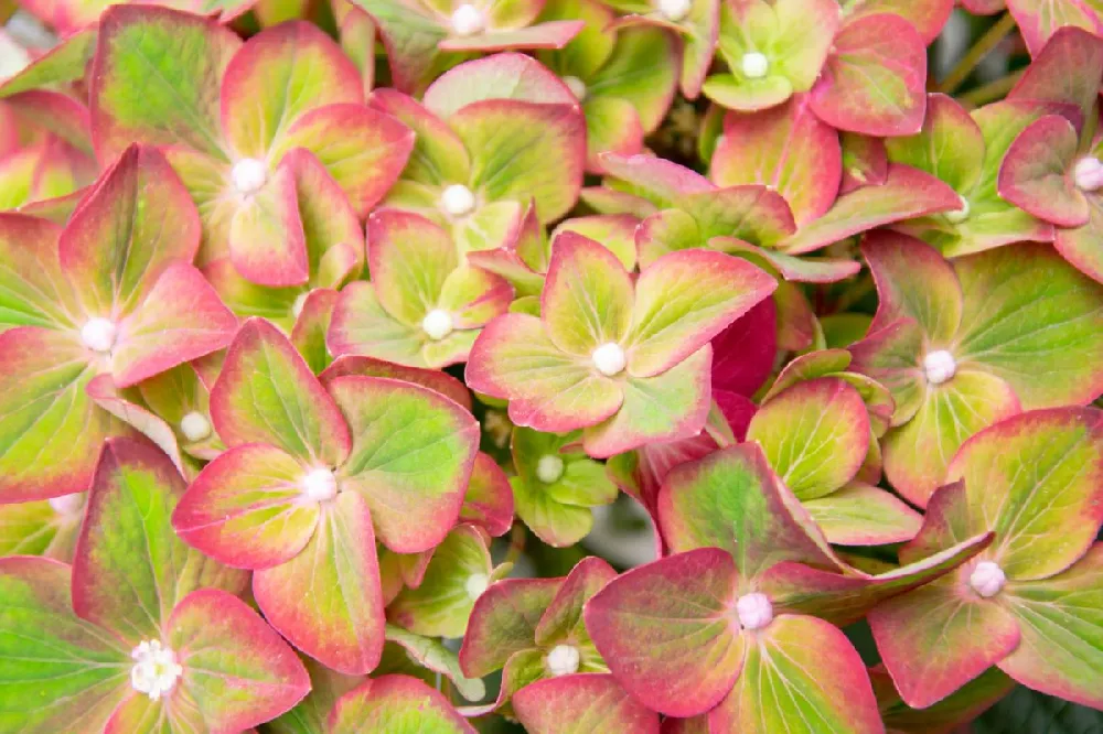 Pistachio Hydrangea Shrub