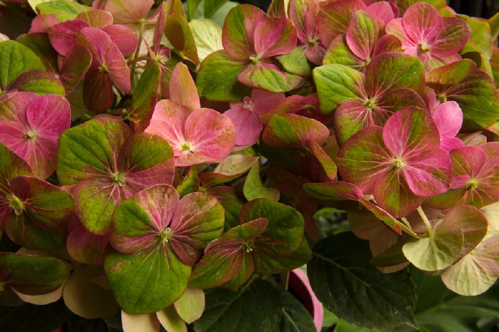 Pistachio Hydrangea Shrub