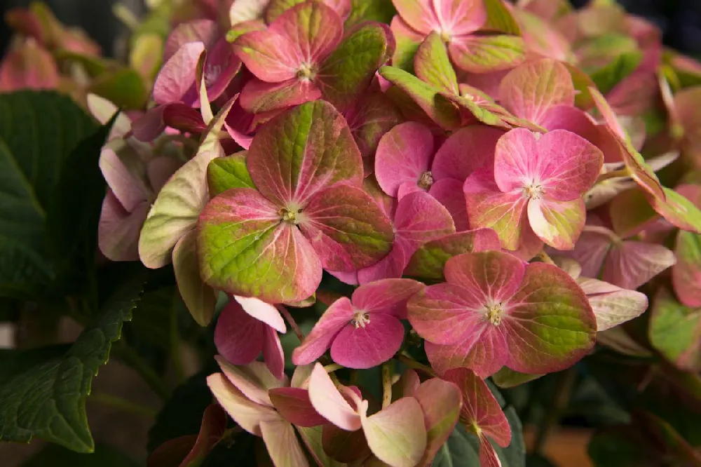 Pistachio Hydrangea Shrub