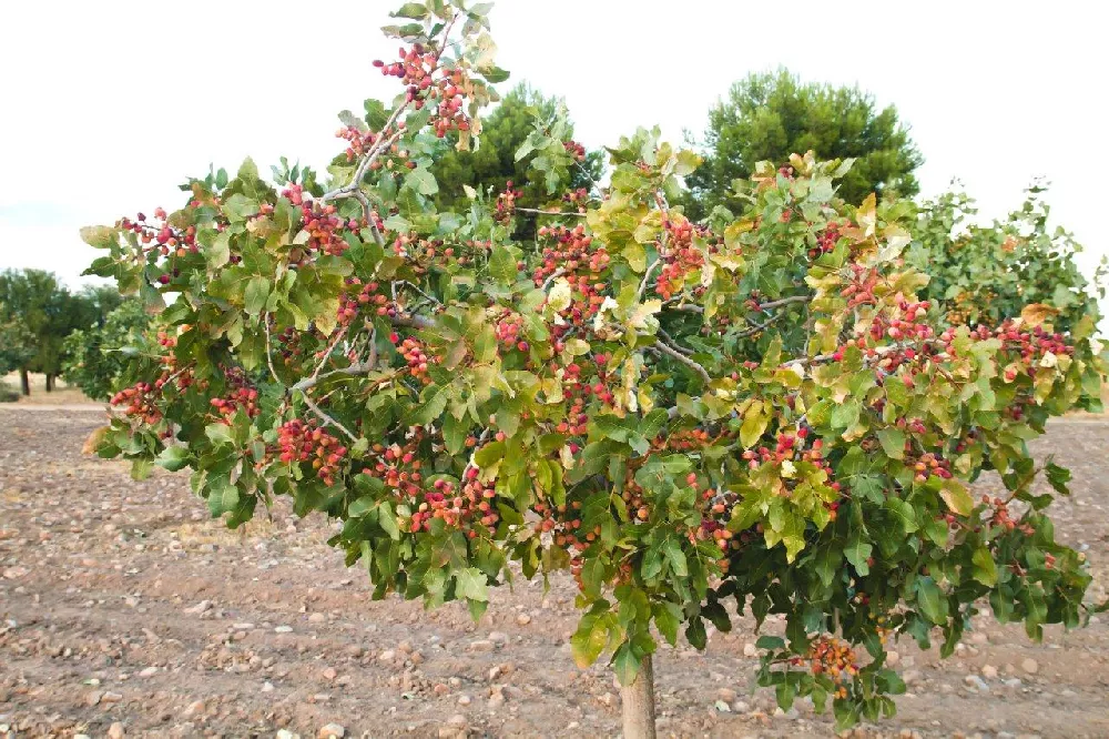 what is a pistachio tree