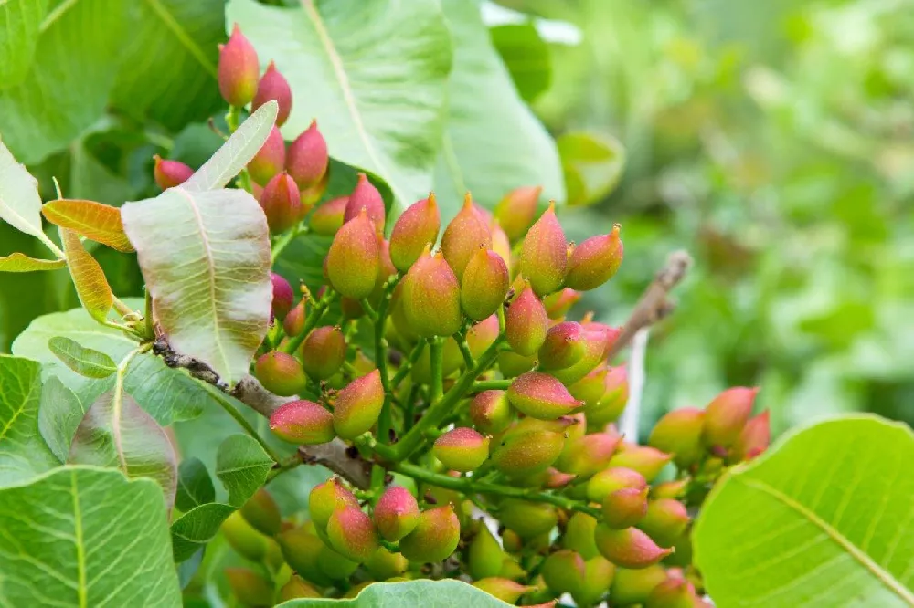 Pistachio Tree Up close