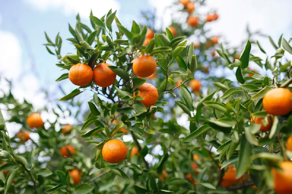 Pixie Mandarin Tree