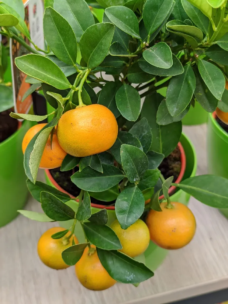 Pixie Mandarin Tree