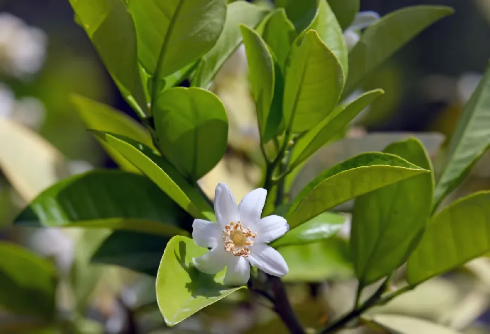 Pixie Mandarin Tree