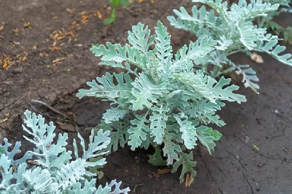 Green Cineraria