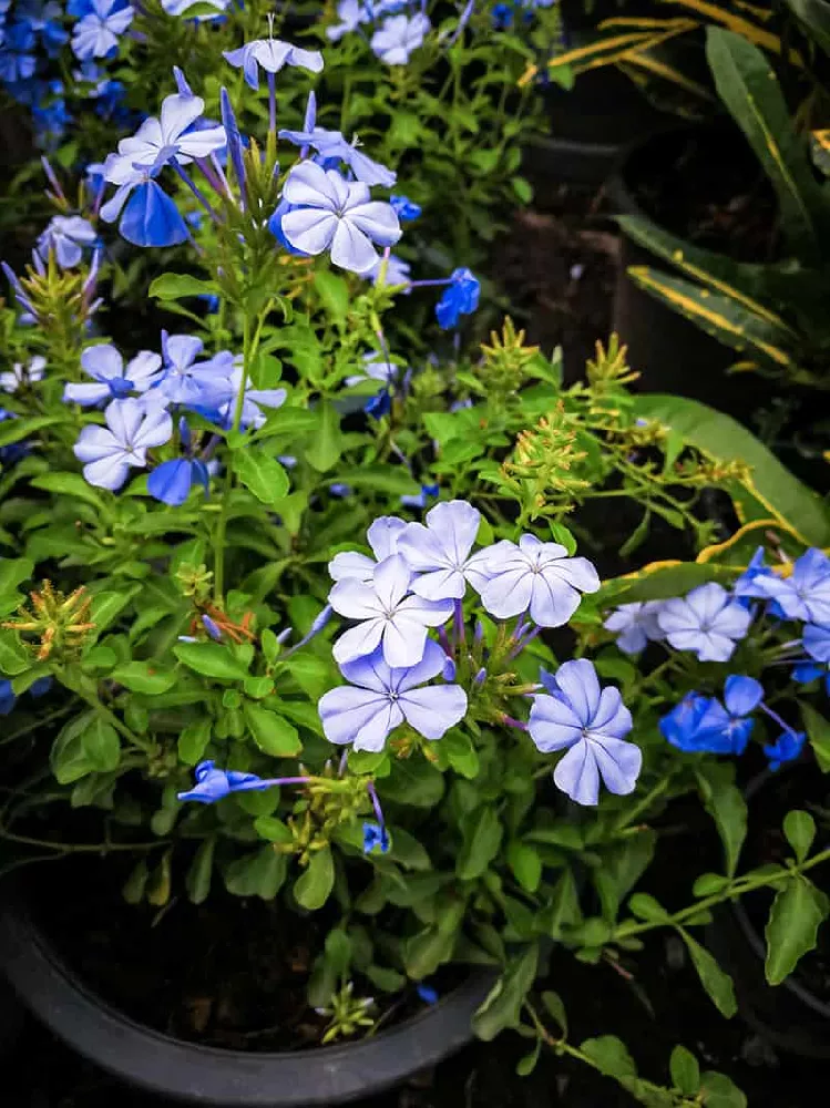 Dark Blue Plumbago in pot