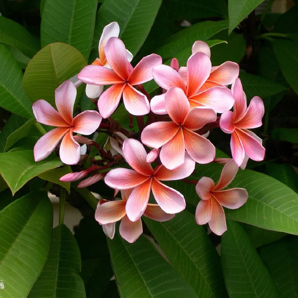 Plumeria-2