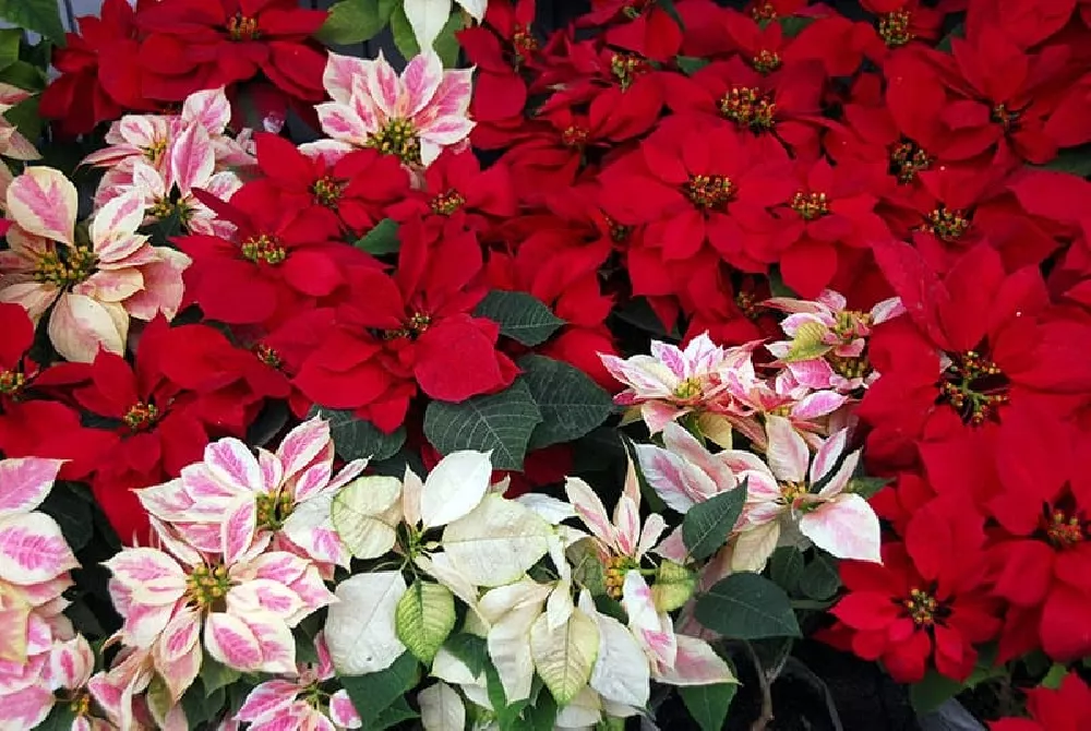 Poinsettia blooming