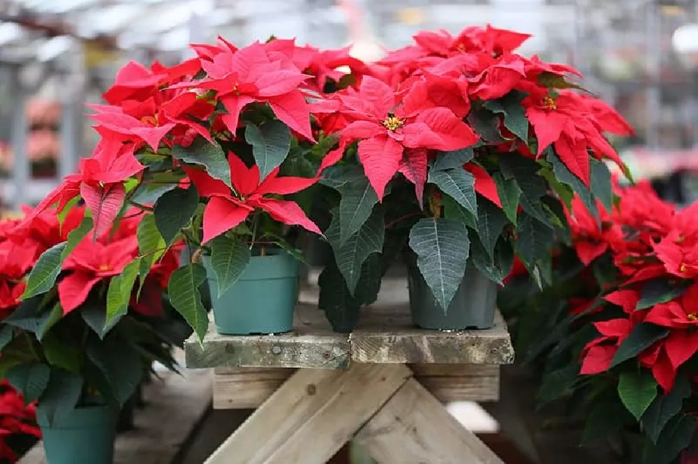 Poinsettia flowers